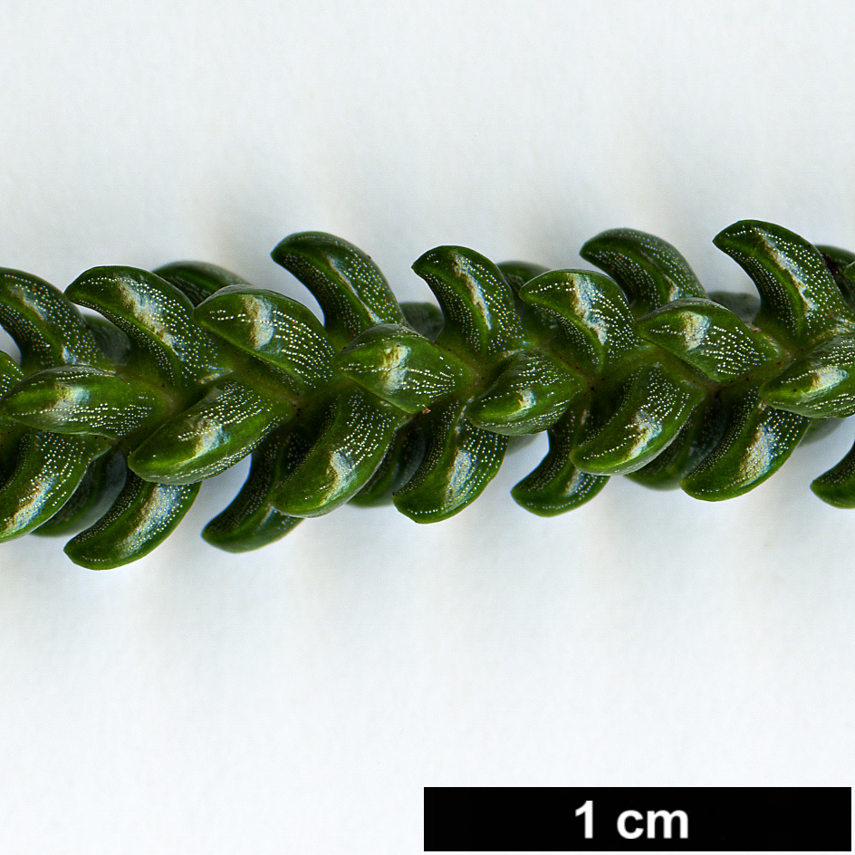 High resolution image: Family: Araucariaceae - Genus: Araucaria - Taxon: scopulorum